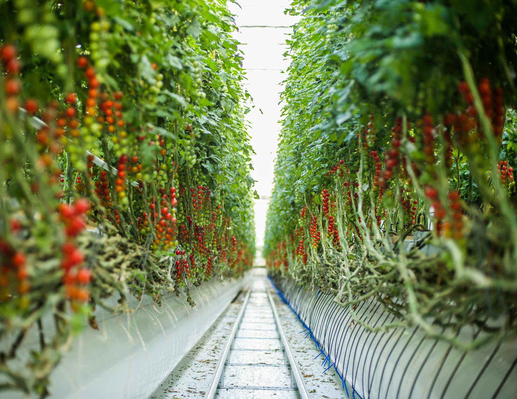 Tomatplanter i Wiig Gartneri