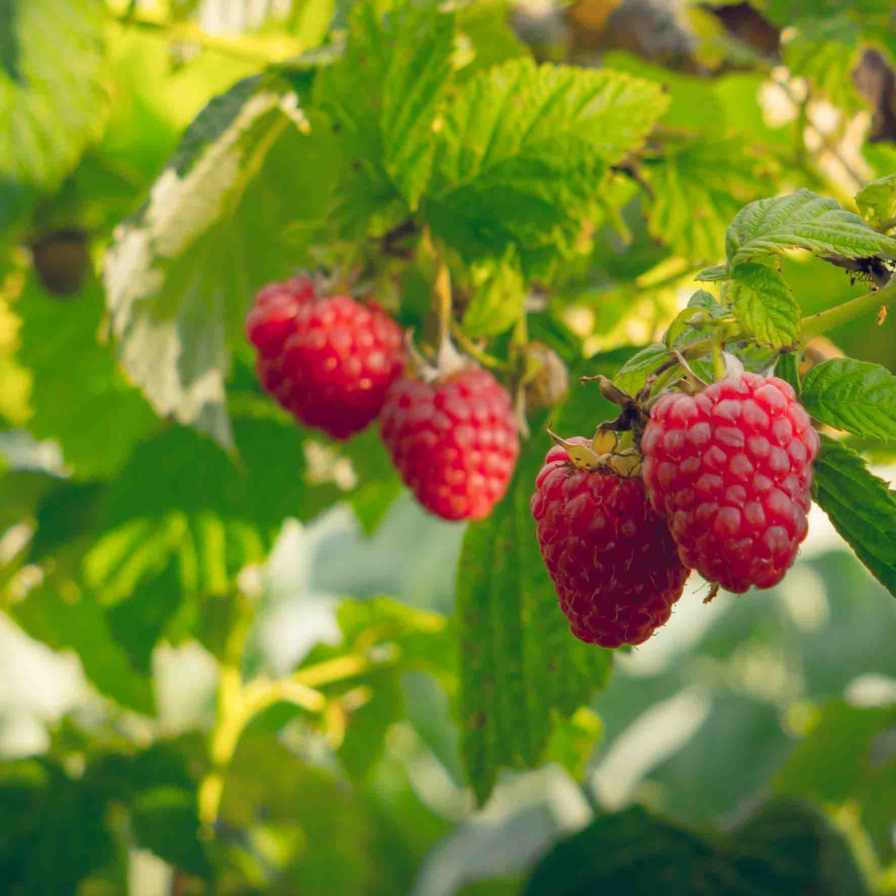 Balsamico med bringebær - Bilde 2