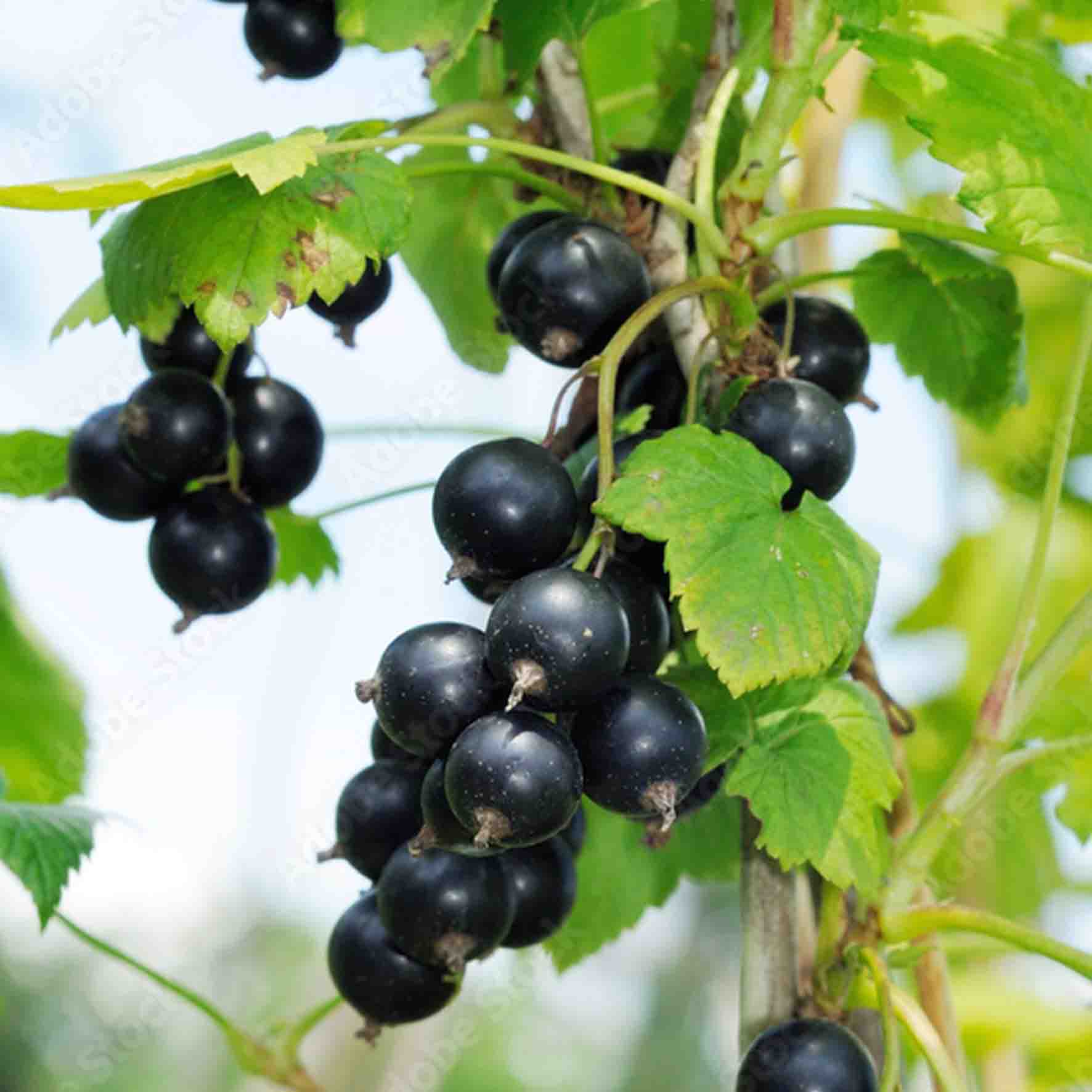 Balsamico med solbær - Bilde 3