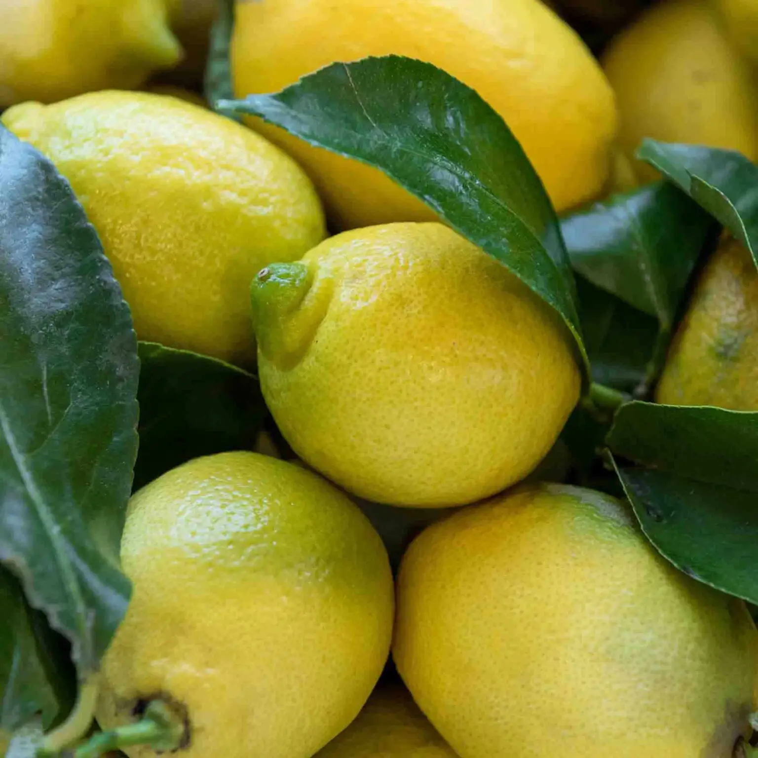 Balsamico med sitron 100 ml - Bilde 2